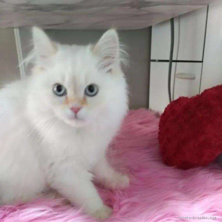 みみこ123 様のお迎えした子猫