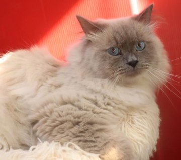 サイベリアン【千葉県・男の子・2023年6月22日・ブルーリンクスポイント（ネヴァマスカレード）】の写真「ルパンと呼ぶと来ます。添い寝、抱っこ大好きです。」