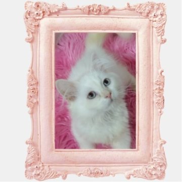 サイベリアン【千葉県・男の子・2023年6月22日・レッドリンクス（ネヴァマスカレード💕）】の写真「一緒の布団で寝てくれる甘えん坊君です💕」