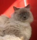 サイベリアン【千葉県・男の子・2023年6月22日・ブルーリンクスポイント】の写真2「抱っこ大好きなんですよ😄」