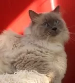 サイベリアン【千葉県・男の子・2023年6月22日・ブルーリンクスポイント】の写真3「添い寝もします。」