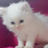 サイベリアン【千葉県・女の子・2023年2月27日・レッドリンクス&ホワイト】の写真5「やさしい顔」