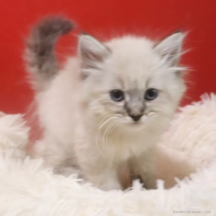 ID：2510-03241の子猫