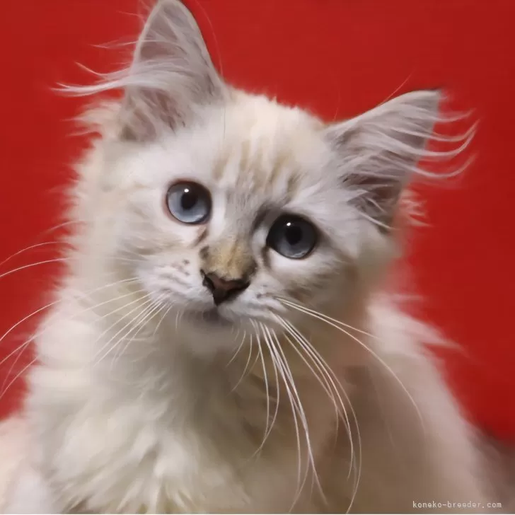 サイベリアン【千葉県・女の子・2025年8月18日・ブルーリンクスポイント】の写真1「かわいいネヴァマスカレード。」