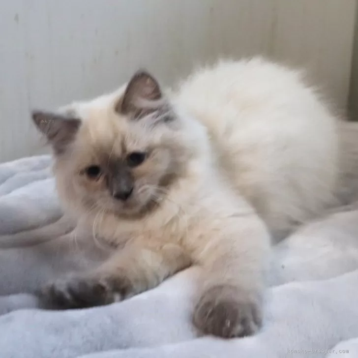 カズ 様のお迎えした子猫