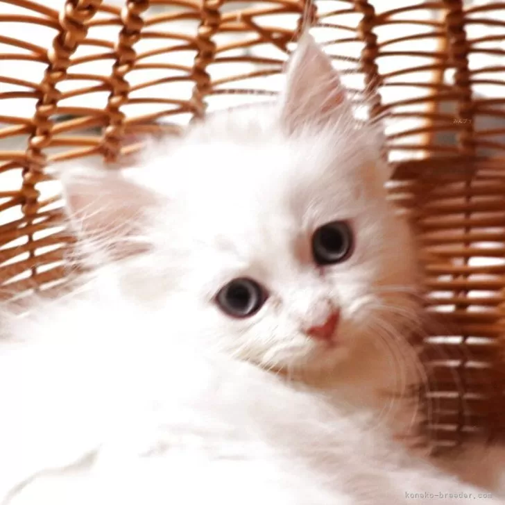 ID:2505-02725の子猫