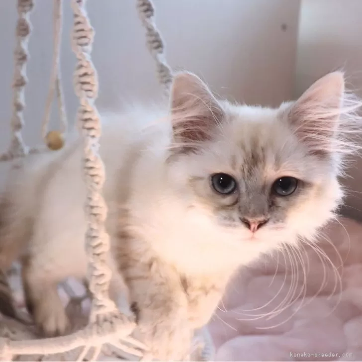 R.H 様のお迎えした子猫