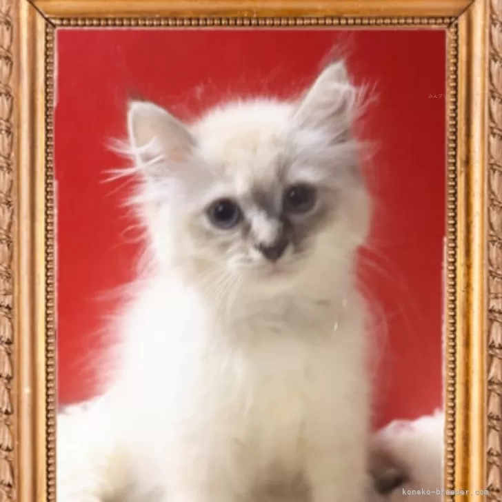 ID：2510-01864の子猫