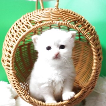 サイベリアン【千葉県・男の子・2025年5月16日・レッドリンクスポイント（ネヴァマスカレード）】の写真「出産時123gで生まれたビッグネヴァマスカレード。」