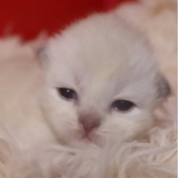 サイベリアン【千葉県・男の子・2025年12月1日・ブルーリンクスポイント（ネヴァマスカレード）】の写真「🏅極上K9フード使用予定。血統書チャンピオン4名」