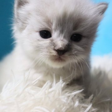 サイベリアン【千葉県・男の子・2025年8月28日・ブルーリンクスポイント（ネヴァマスカレード）】の写真「添い寝練習開始してます。人馴れ抜群💕」