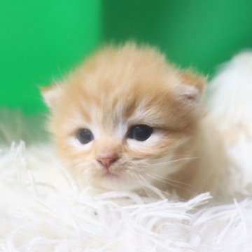 サイベリアン【千葉県・男の子・2025年9月20日・レッドタビー】の写真「すでにスリスリしてくる甘えん坊子猫ちゃん。」