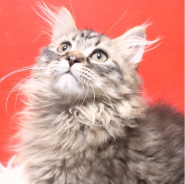 サイベリアン【千葉県・男の子・2025年8月18日・ブラウンタビー】の写真「TikTokのお散歩おもち君みたく人慣れしてます。」