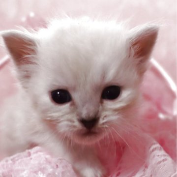 サイベリアン【千葉県・女の子・2026年1月21日・ブルーリンクスポイント（ネヴァマスカレード）】の写真「🏅極上猫😽血統書に赤くチャンピオンいる家系😁」