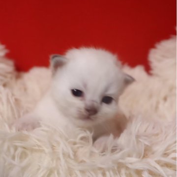 サイベリアン【千葉県・女の子・2025年12月1日・ブルーリンクスポイント（ネヴァマスカレード）】の写真「🏅極上K9フード使用予定。血統書チャンピオン4名」