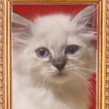 サイベリアン【千葉県・女の子・2025年9月3日・ブルーリンクスポイント（ネヴァマスカレード）】の写真「両親に猫コロナウイルス抗原検査実施▶️陰性でした。」