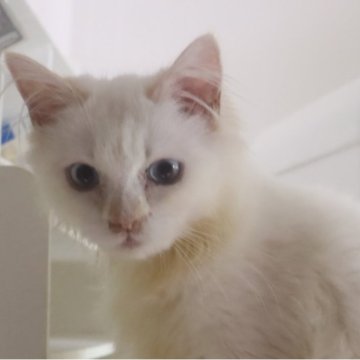 サイベリアン【千葉県・男の子・2026年1月18日・レッドリンクスポイント（ネヴァマスカレード）】の写真「スリスリ可愛い甘えん坊の男の子です。」