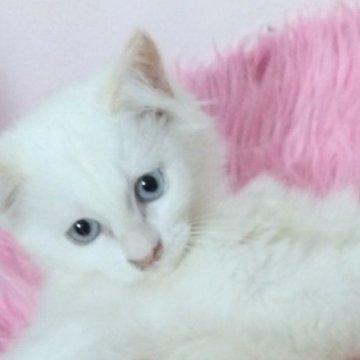 サイベリアン【千葉県・男の子・2025年4月3日・レッドリンクスポイント（ネヴァマスカレード）】の写真「抱っこ触られるの大好きな美形男子猫💕」