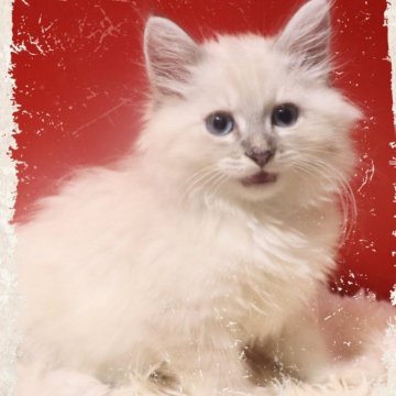 サイベリアン【千葉県・男の子・2025年8月28日・ブルーリンクスポイント（ネヴァマスカレード）】の写真「🏅血統書に赤くチャンピオン4名います😁」