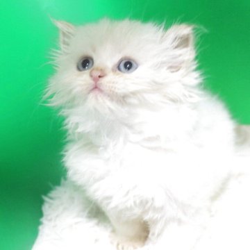 サイベリアン【千葉県・男の子・2025年5月14日・レッドリンクスポイント（ネヴァマスカレード）】の写真「小柄ですが甘えん坊でとにかく可愛い💕」