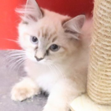 サイベリアン【千葉県・男の子・2025年7月30日・ブルーリンクスポイント（ネヴァマスカレード）】の写真「両親コロナウイルス陰性なので安心ですね☺️」