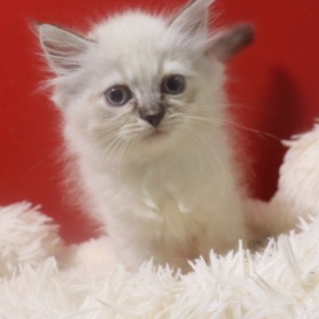 サイベリアン【千葉県・男の子・2025年9月3日・ブルーリンクスポイント（ネヴァマスカレード）】の写真「ブルーの瞳がぱっちりしてます。」