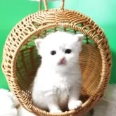 サイベリアン
