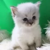 サイベリアン