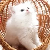 サイベリアン