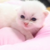 サイベリアン