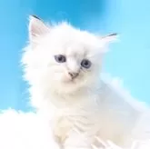 サイベリアン