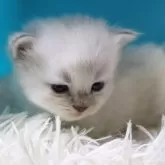 サイベリアン