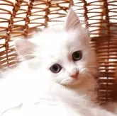サイベリアン
