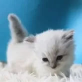 サイベリアン