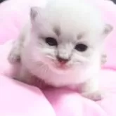 サイベリアン