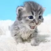 サイベリアン