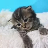 サイベリアン