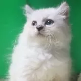 サイベリアン