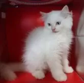 サイベリアン【千葉県・男の子・2024年10月23日・レッドリンクスポイント】の写真2「べろでてます。」