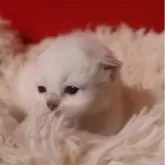 サイベリアン【千葉県・女の子・2025年12月1日・ブルーリンクスポイント】の写真2「姉妹で一番小さい。」