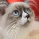 サイベリアン【千葉県・男の子・2025年7月30日・ブルーポイント】の写真2「なかなかレアなお顔。」