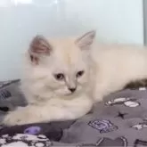 サイベリアン【千葉県・男の子・2025年12月1日・ブルーリンクスポイント】の写真3「ロイヤルカナンのカリカリもたべれます。」