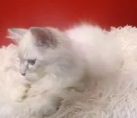 サイベリアン【千葉県・男の子・2025年7月30日・ブルーリンクスポイント】の写真4