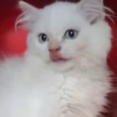 サイベリアン【千葉県・男の子・2024年10月23日・レッドリンクスポイント】の写真5「大人になってもブルーの瞳。」