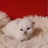 サイベリアン【千葉県・女の子・2025年12月1日・ブルーリンクスポイント】の写真5「両親甘えん坊。」