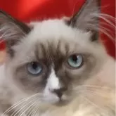 サイベリアン【千葉県・男の子・2025年7月30日・ブルーポイント】の写真5「なかなか同じお顔してるこはいないですね。」