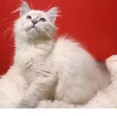 サイベリアン【千葉県・女の子・2025年8月18日・ブルーリンクスポイント】の写真5「両親遺伝子異常なし。」