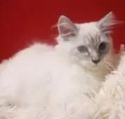 サイベリアン【千葉県・男の子・2025年7月30日・ブルーリンクスポイント】の写真5