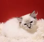 サイベリアン【千葉県・男の子・2025年7月30日・ブルーリンクスポイント】の写真6「一匹だと甘えん坊になります。」