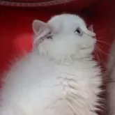 サイベリアン【千葉県・男の子・2024年10月23日・レッドリンクスポイント】の写真6「真白ではありません。」